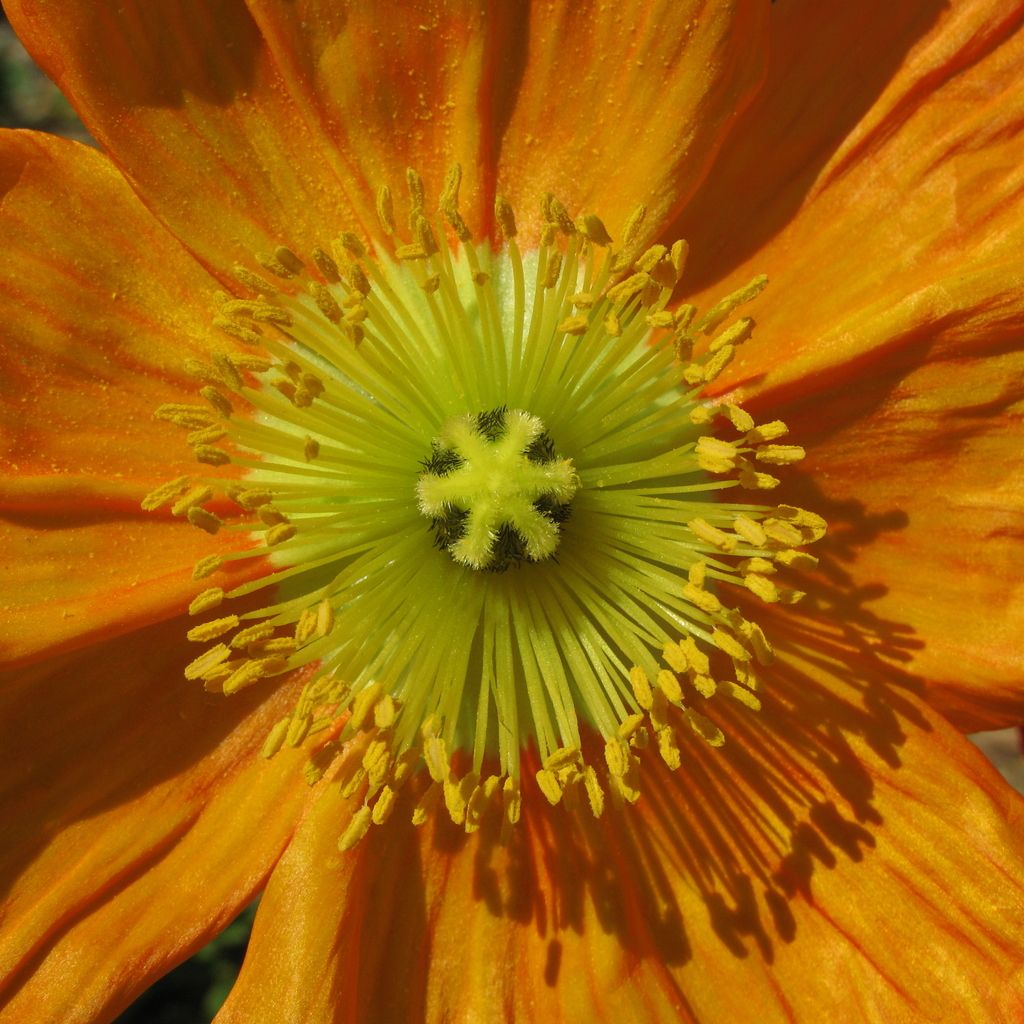 Orangiata Roses Take Garden Enthusiasts by Storm