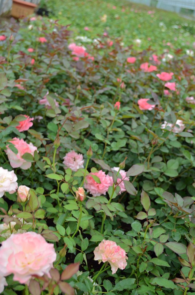 Brightening up late summer, these hardy, sun-thriving, versatile flowers with a cheerful disposition will revitalize your struggling garden.