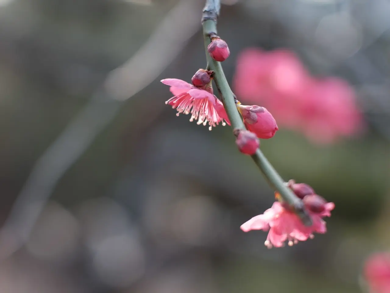 Explore the art of deadheading fuchsias: Enjoy a continuous summer bloom with these simple steps to...