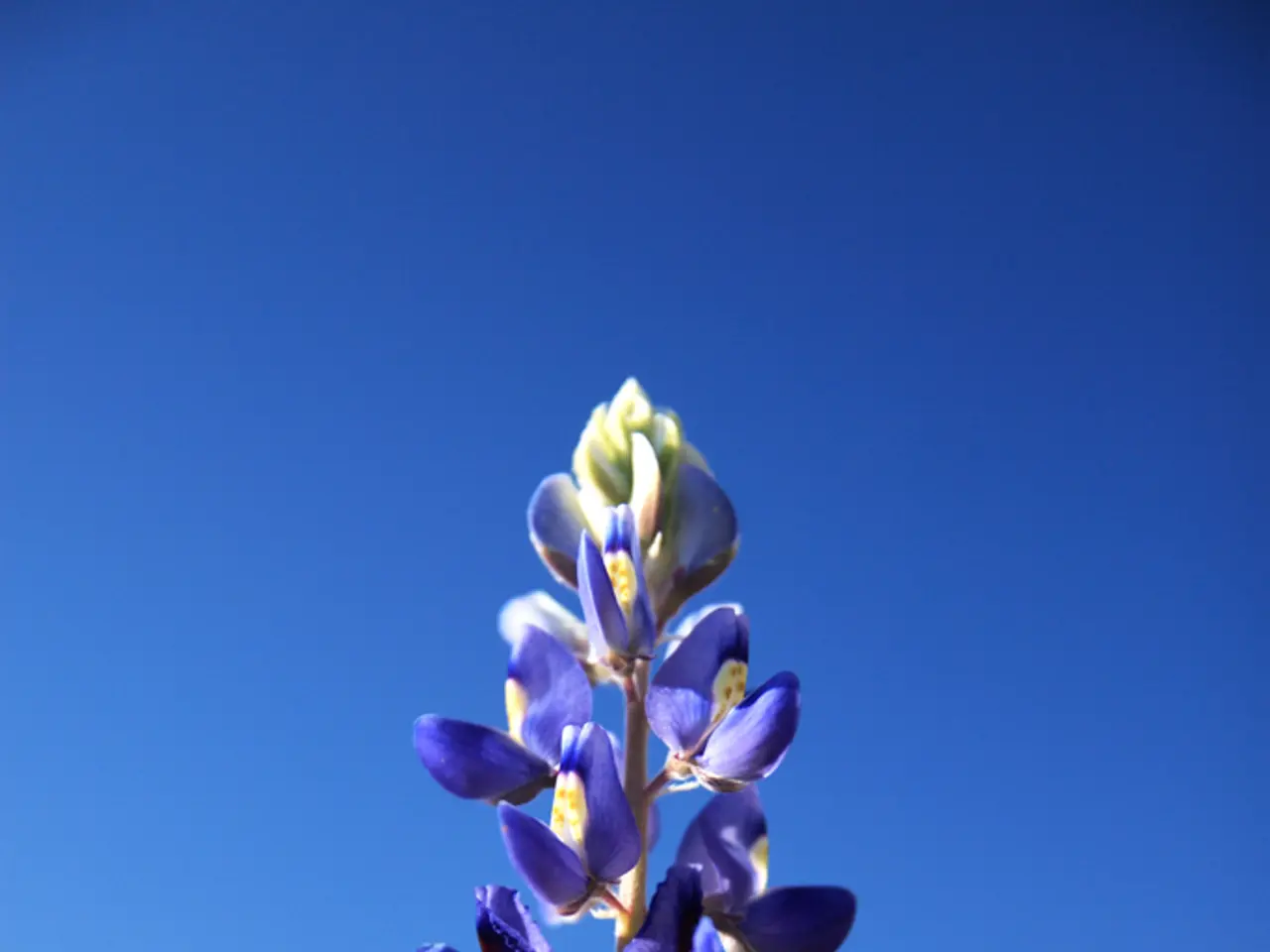 Planting Bluebonnets in North Texas: Expert Guide for Optimal Timing