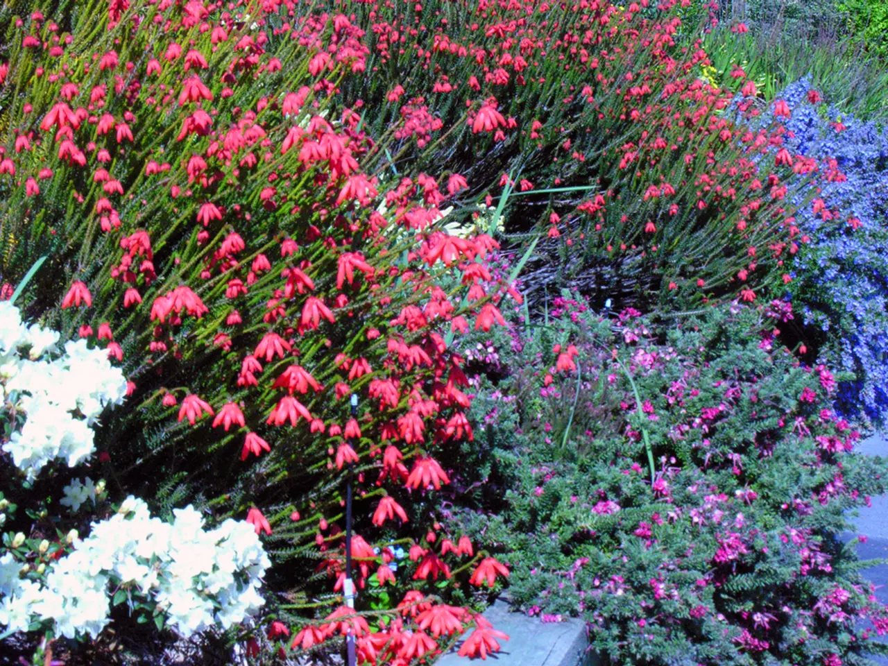 Vibrant Floral Picks to Infuse Color and Vitality in Your Outdoor Space
