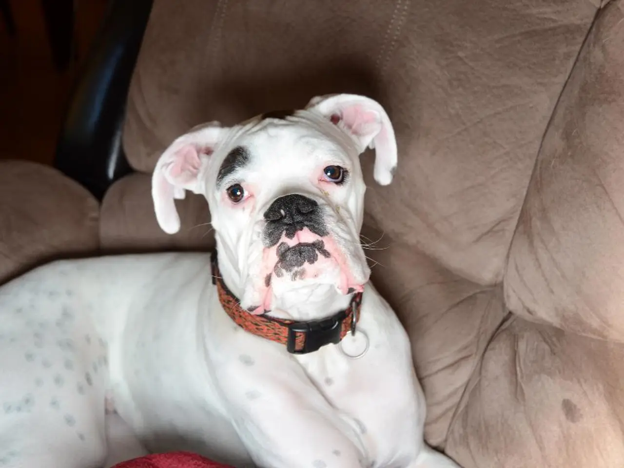 Avoided cleaning products for dog-owning households, and suggested alternatives explained