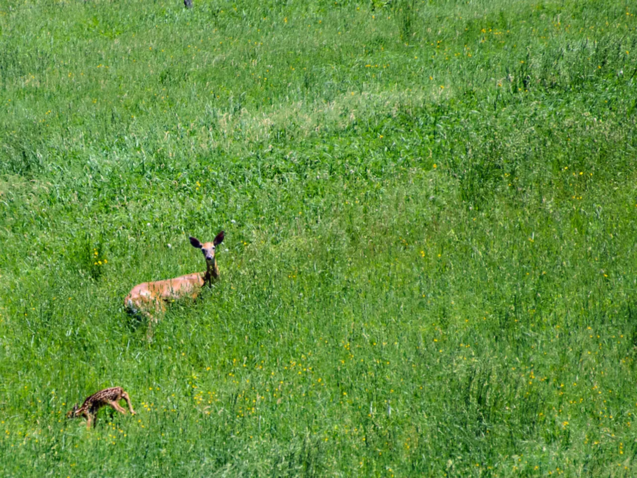 Mother lion lounging post-nursing, as her twin cubs frolic nearby in Churchill, Wapusk National...
