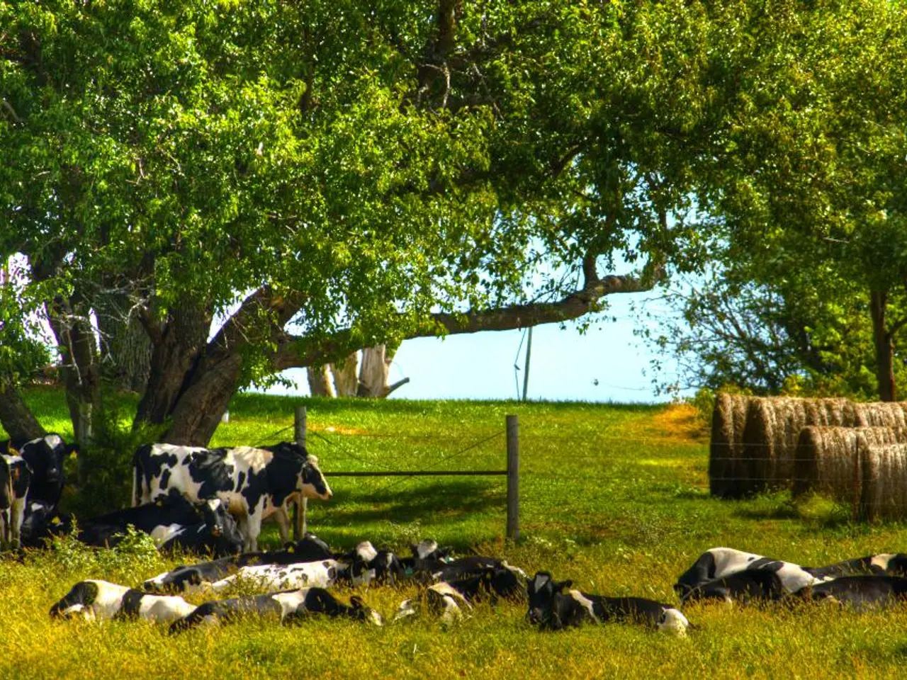 The merits of organically sourced dairy products from Ireland, showcasing their health benefits for...