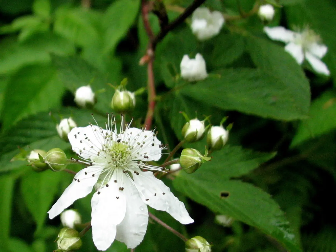 Avoid pruning these plants in August for them to bloom next year again