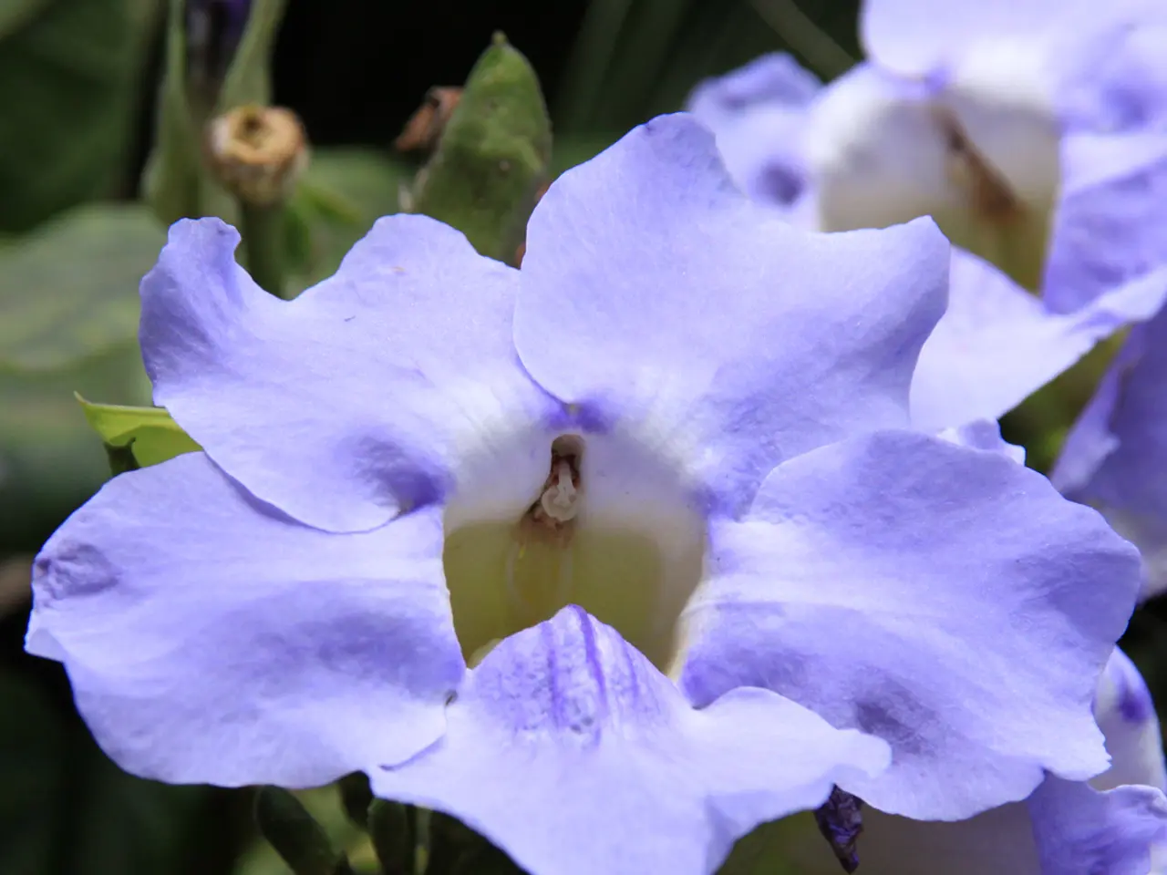 Morning Glory's Blossom Duration: Unraveling Their Flowering Timeline