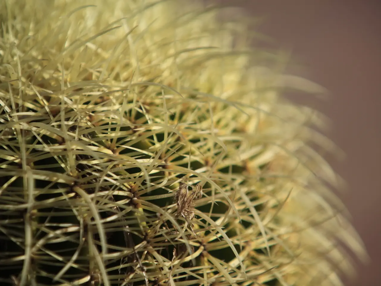 In this image there is a cactus plant.