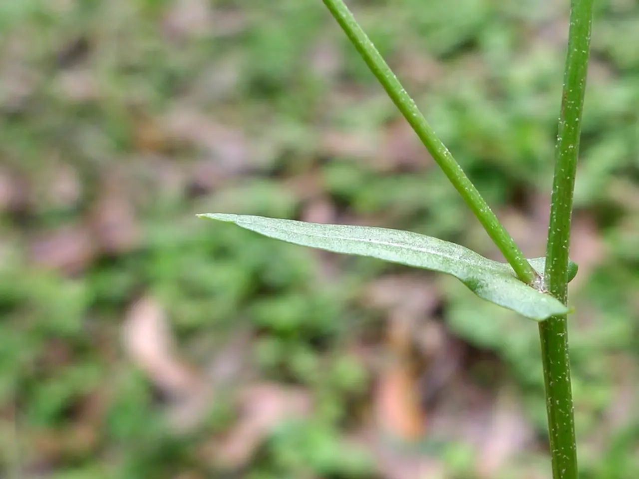 On the right side of the image we can see a stem.