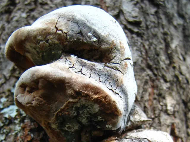 Eliminating Pests: Effective Strategies for Eradicating Fungus Gnats in Terrarium Environments