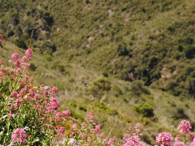 Top Picks for Enchanting Fairy Garden Flora