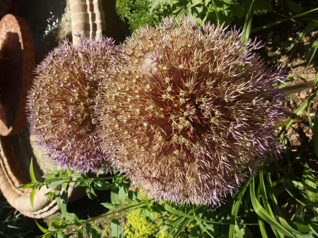 Collecting Rainwater for Growing Plants in the Garden