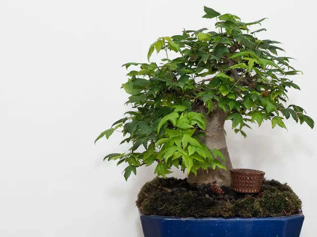 Cultivating Fruiting Bonsai: Guide for Pollination and Care to Promote Fruit Growth