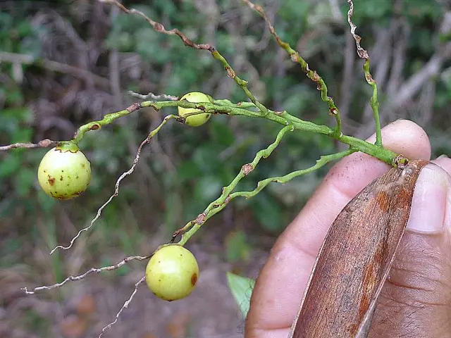 Transitioning Seedlings: Appropriate Timing for Transplantation