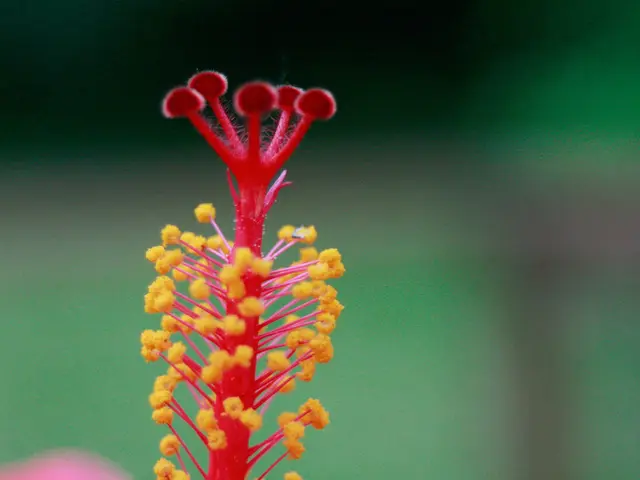 Navigating Allergy Season: Comprehending Pollen Allergies in India and Suggestions for Comfortable...