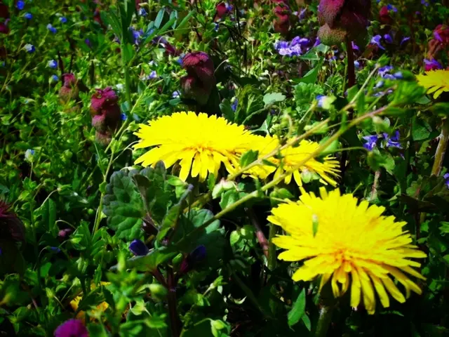 Top Flower Picks for June Blooming: