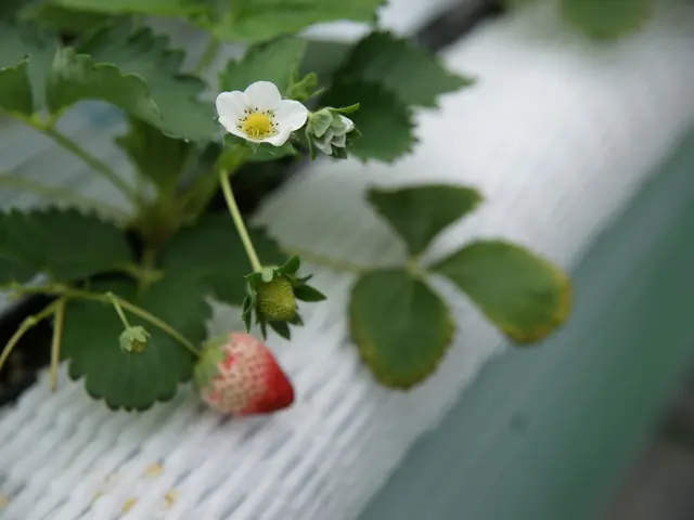 Optimal Receptacles for Strawberry Cultivation: A Selection Guide