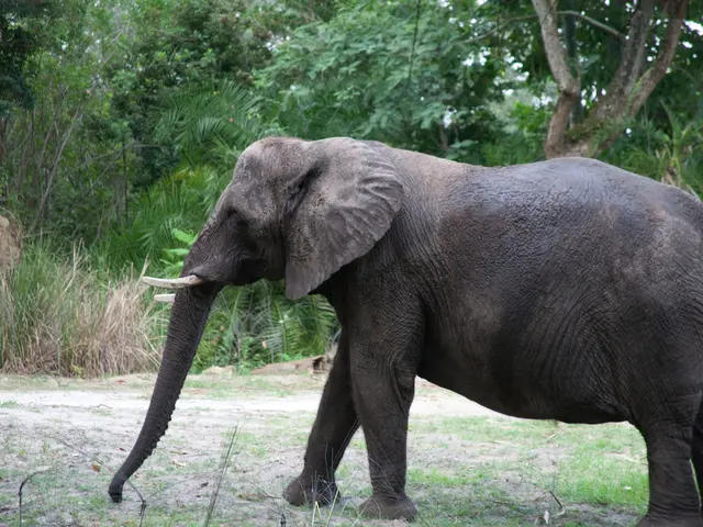 Ideal Soil Composition for Thriving Elephant Ears