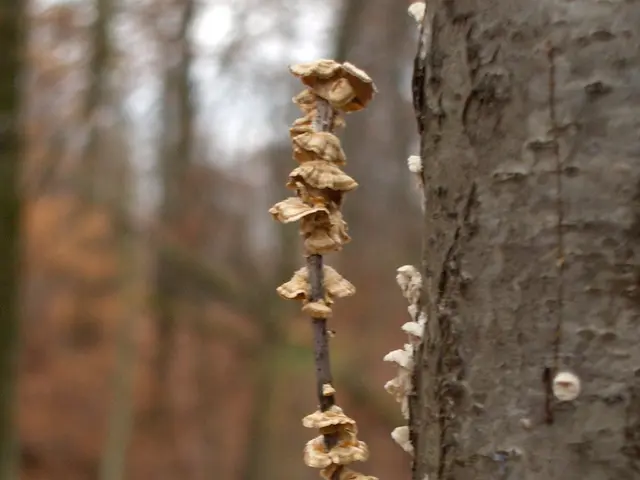 Strategies for Eliminating Mold Growth in Plant Soil