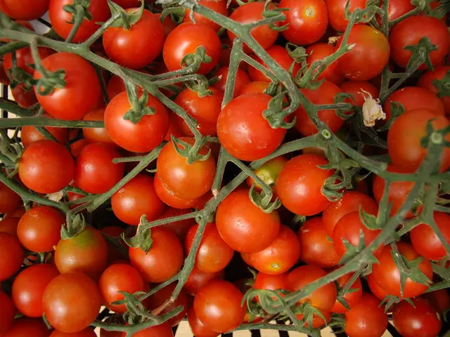 Identifying Ripeness of Tomatoes: 8 Key Indicators to Consider