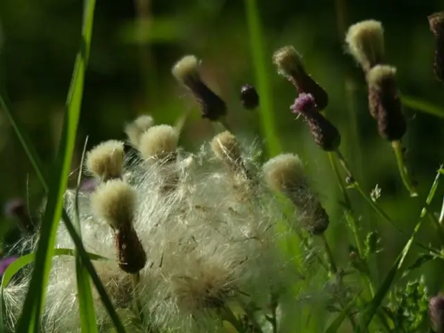 Garden Tasks for July: