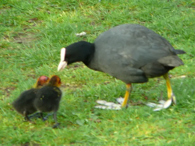 Watch for these 10 Common British Bird Species during the Big Garden Birdwatch 2025 in Your...