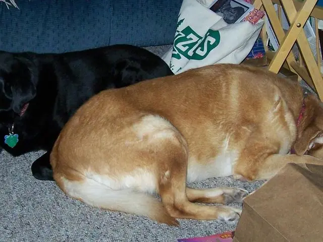 Portuguese undertaking: Sousel firm manufactures initial sheep wool blanket