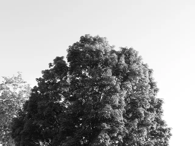 Enter the Minimalist Scandinavian Retreat embedded in the Wilderness