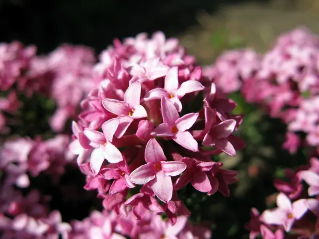 Native Blue Blooms for Home Gardens: Discovering 7 Native Species for Your Backyard Flowerbeds