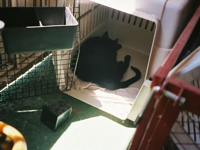 Bathing Your Dog at Home: Essential Information for a Successful Cleaning