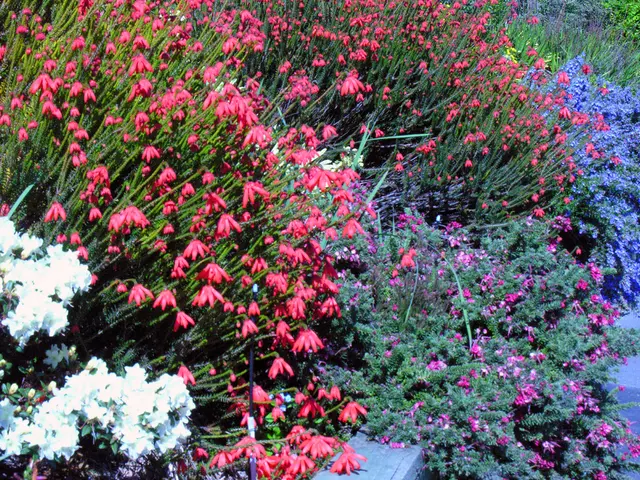 Vibrant Floral Picks to Infuse Color and Vitality in Your Outdoor Space