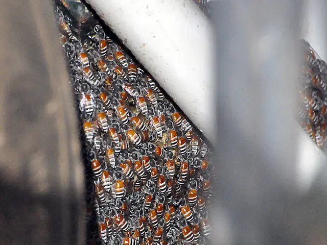 Aggressive bees cause harm to 24 individuals in France