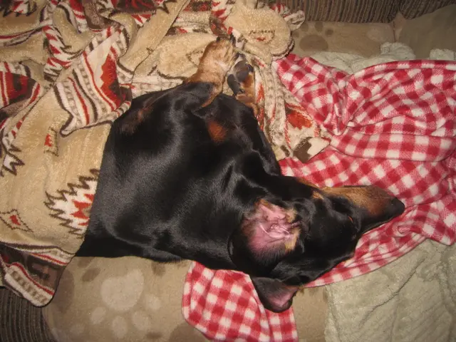 Prime Day's top-notch dog bed offers adored by our editors on Amazon!