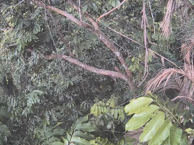 Explore these 11 Palm Tree Types to Infuse a Tropic Ambiance in Your Garden