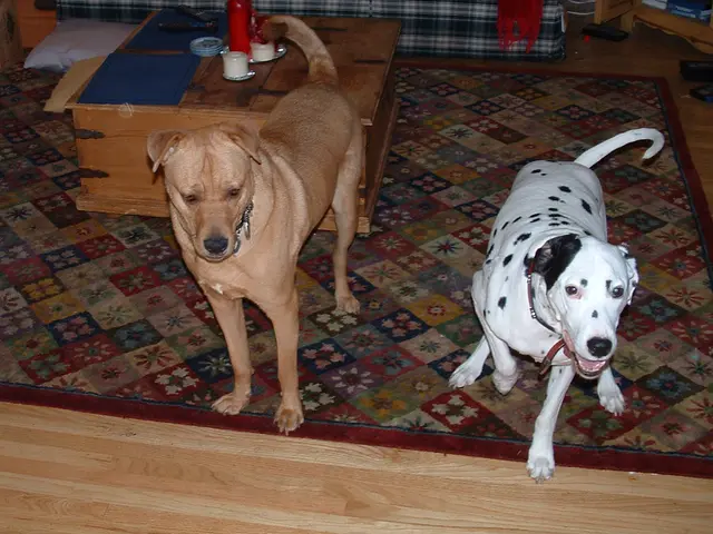 Strategies for Removing Pet Urine Stains from Cowhide Rugs: A Comprehensive Guide