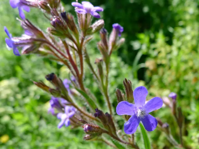 Cultivating Delphiniums: The Regal Queens of the Cottage Garden Flower Beds