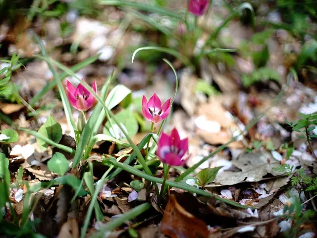 Reviving Begonias' popularity: Learn the technique of deadheading for consistent, captivating...