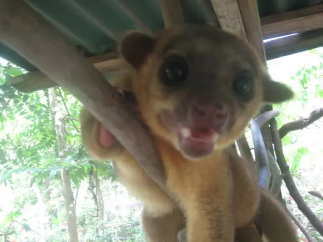 Three-year-old shelter dog experiences limited interaction, as confirmed by the charitable...