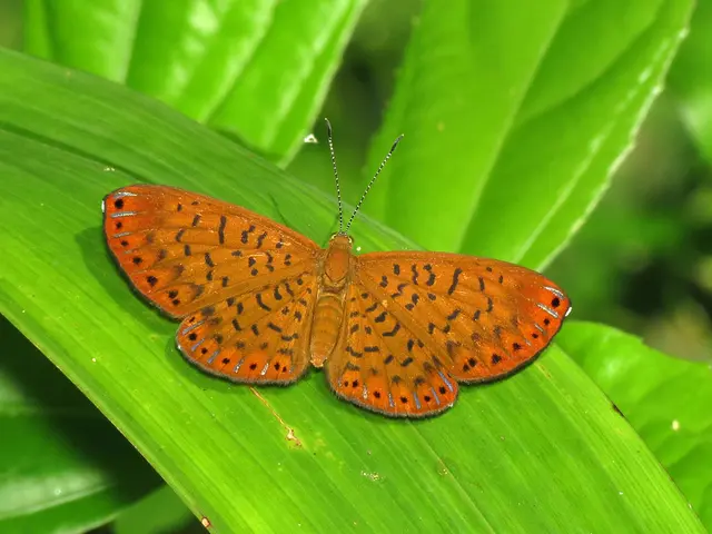 Trimming Butterfly Bush: Crucial Guidelines for Vibrant Development