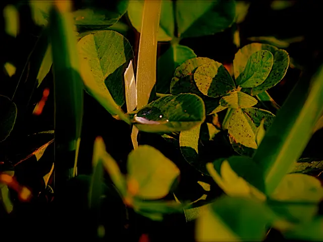 Bonsai Shedding Leaves During Winter Explained