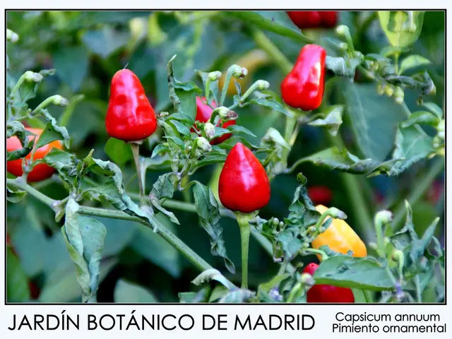 Growing Vitamin C at Home: Exploring Its Multiple Health Advantages