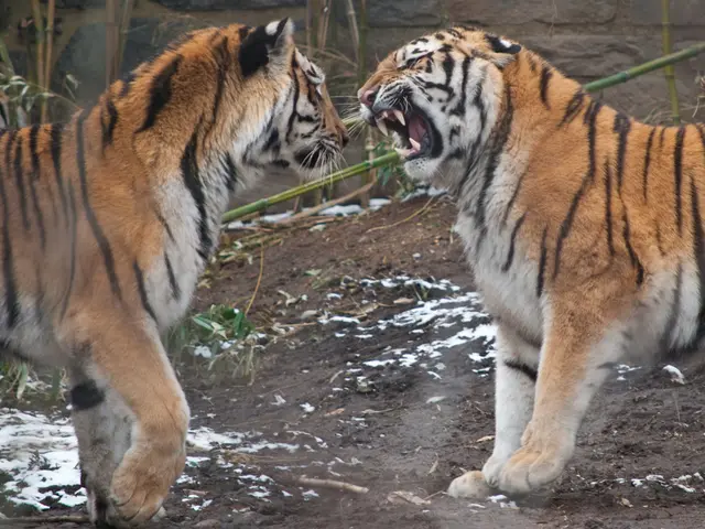 Recreational activities during the summer break at Bergzoo Hall