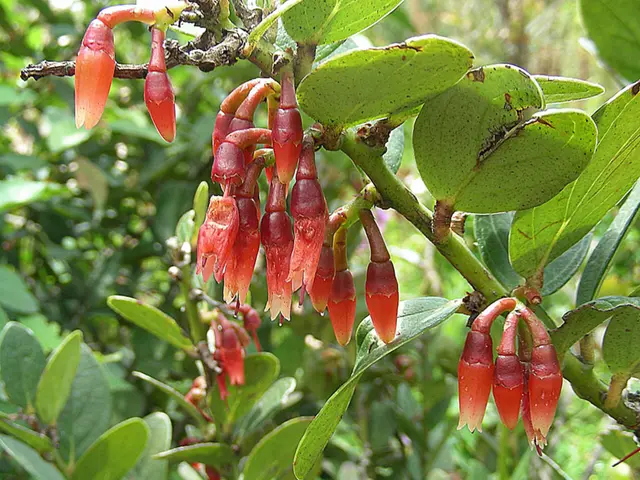 Techniques for trimming dill plants - Specialists disclose techniques for promoting a larger yield
