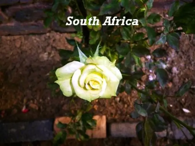 Aromatic Beverage Made from Distilled Rose Petals