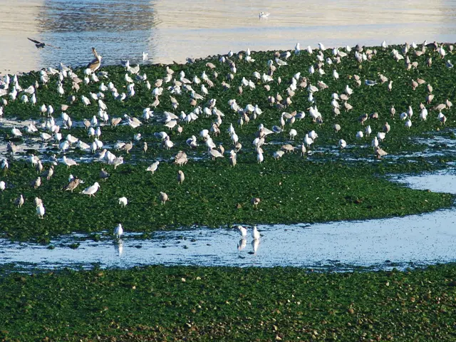 Essential Elements for Your Garden to Safeguard Birds from Heat Intensity, as Suggested by Wildlife...