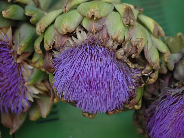 guide to cultivating and nurturing globe artichokes