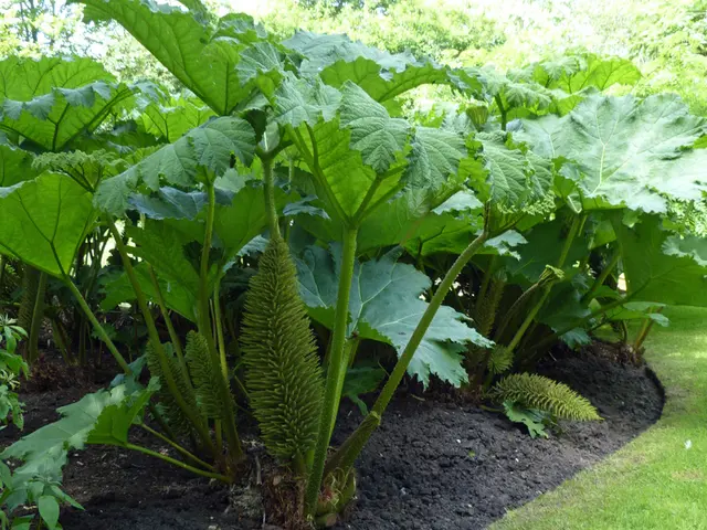 Unveiling the Extensive Advantages of Soil for Plants: Delving Deeper Than the Fundamentals