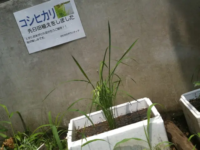 White Soil in Plant Pots: Causes and Solutions