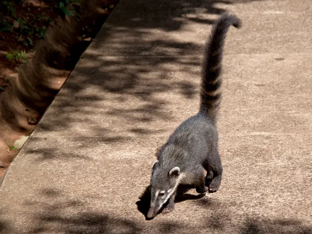 NASA's Exceptional Air Purifier: The Peace Lily 🌱🛰️