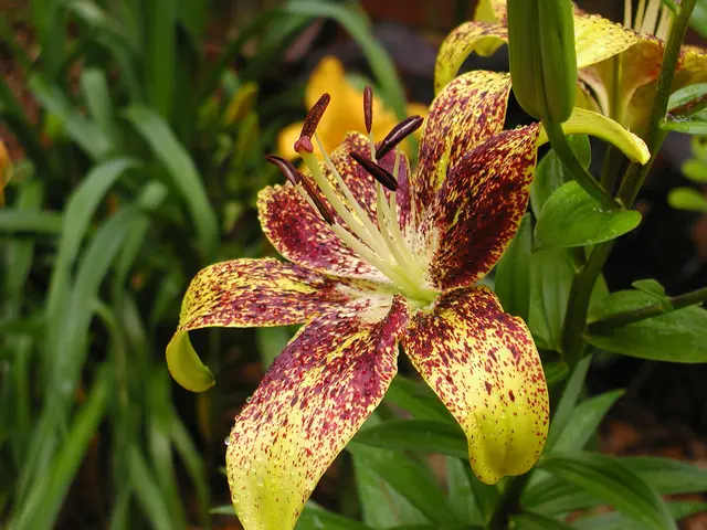 The Explanation Behind Kamini Plant's Popularity and Attractiveness