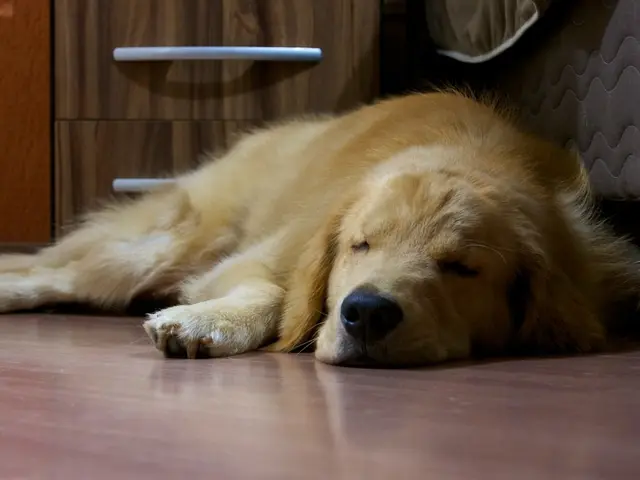 Watch for indications that suggest your dog might be in discomfort, as these signs can often go...